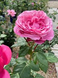 31,076 likes · 2,124 talking about this. Roses Rosa Line Renaud Is A Hybrid Tea Rose Cultivar Facebook