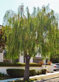Small ornamental trees are generally 30 feet tall or less and can be as short as 8 to 10 feet tall. 15 Small Shade Trees For Socal Ideas Shade Trees Plants Native Garden