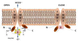 Seyed bashir mirtajani et al, geographical distribution of cystic fibrosis; Structure Function Relationships Of Cftr In Health And Disease The Pancreas Story Pancreapedia