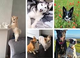 International pet travel on american carriers. Send In Your Dog Pictures For International Dog Day St Helens Star