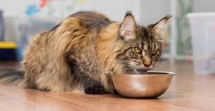 Shaggy, smooth, and glossy, the maine coon's glorious coat consists of three layers and may come. Best Cat Food For Maine Coon Cats From Kittens To Adults
