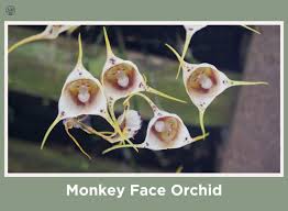 11 Plants That Look Like Animals ...