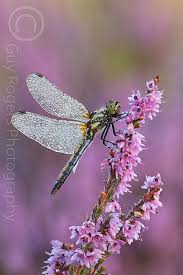 Black And Purple Dragonfly Black Darter Covered In Dew Resting On Heather Dragonfly Art Damselfly Dragonfly