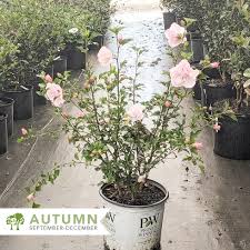 Image result for Hibiscus syriacus ´Pink Chiffon