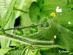 Image result for Caperonia