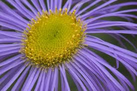 Image result for Erigeron steudelii