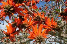 Bright, colourful and bold flower designs typify australian floral design. Common Coral Tree Weed Identification Brisbane City Council