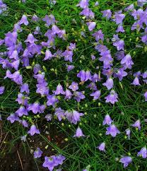 Harebell Bellflower Campanula Rotundifolia Round Leaved Hardy Etsy Hardy Perennials Perennial Flowering Plants Herbaceous Perennials