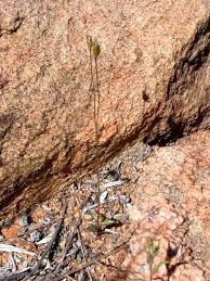 Image result for Wahlenbergia androsacea