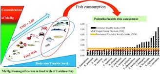 Biomagnification Of Methylmercury In A Marine Food Web In Laizhou Bay North China And Associated Potential Risks To Public Health Sciencedirect