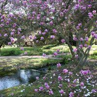 Karen arnold ha rilasciato questa immagine primavera alberi e fiori con licenza di dominio pubblico. 8 Alberi Per Salutare La Primavera Significato E Proprieta