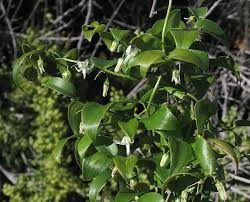 Image result for Asparagus asparagoides