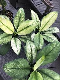 Spathiphyllum Jessica Etsy Spathiphyllum Handmade Plant Variegated Plants