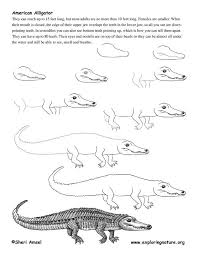 Draw The Alligator On Exploringnature Org Drawing Lessons Alligators Art Kids Art Galleries