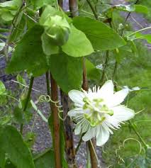 Image result for Passiflora subpeltata