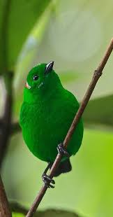 Tangara Verde Glistening Green Tanager Rotohr Bunttangare Tangara Etincelant Cute Birds Pet Birds Animals Beautiful