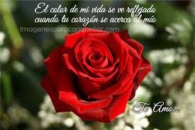 Imagenes De Rosas Con Versos De Amor Para Ella Rosas De Te Hibridas Tipos De Rosas Fotos De Rosas