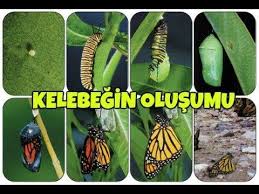 Eskimolar Youtube Kelebekler Videolar Youtube