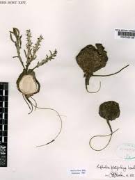 Image result for Euphorbia platyrrhiza