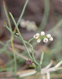 Image result for Cassytha filiformis