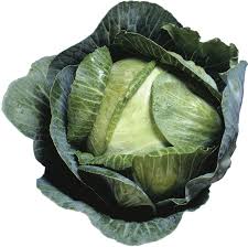 Image result for Brassica