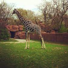 Trip To Stl Zoo Travel Places To Visit Trip Places To Travel