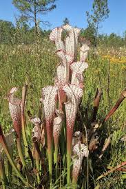 Image result for Nesaea sarcophylla