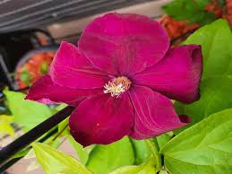 We did not find results for: Clematis Rouge Cardinal Clematis Rouge Cardinal Baumschule Horstmann