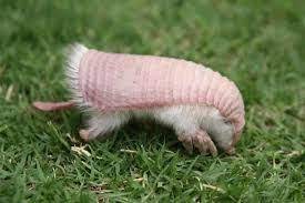Pink Armadillo Pink Fairy Armadillo Fairy Armadillo Weird Animals