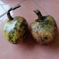 Image result for Annona reticulata