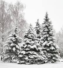 Christmas tree in the forest. Christmas Tree In Snow Outdoors As A Stock Image Colourbox