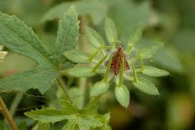 Image result for Hibiscus surattensis