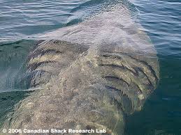 Sharks are the only species that continually shed their teeth which are replaced by new ones in a 24 hours window. Basking Shark