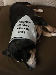 I Don T Take Orders I Barely Take Suggestions Dog Bandana Dog Bandana Dogs Dog Sweaters