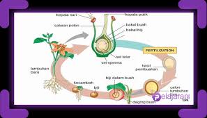 Perkembangbiakan Generatif Tumbuhan Pengertian Alat Bagian Bagian Proses Perkembangbiakan Dan Contohnya Lengkap Ilmu Pengetahuan Alam Ipa