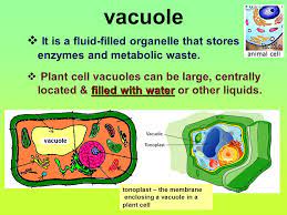 An example is the central vacuole in a plant cell, where water is stored. Cells Structures And Functions Ppt Video Online Download