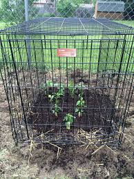 We did not find results for: Cages To Protect Plants From Rabbits Online Shopping