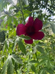 Image result for Hibiscus cannabinus