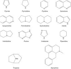 Image result for Thomandersia laurentii