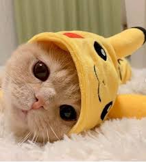 Esin Gerenli Adli Kullanicinin Cute Cats And Kittens Panosundaki Pin 2020 Sevimli Kedi Yavrulari Sevimli Kediler Komik Hayvan Fotograflari