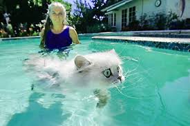 You are trying to show your cat that water sources are not always something to fear. Cats In The Pool Meow Yeow Intheswim Pool Blog