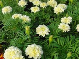 3 wallpapers for whats up. Beautiful Flowers Photos Home Facebook