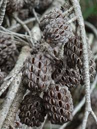 Image result for Casuarina littoralis