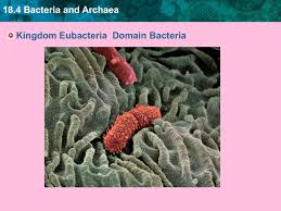 18 4 Bacteria And Archaea Kingdom Eubacteria Domain Bacteria
