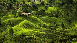 Nuwara Eliya Is A City In The Tea Country Hills Of Central Sri Lanka The Naturally Landscaped Hakgala Botanical Garden Sri Lanka Travel Usa Buddhist Countries
