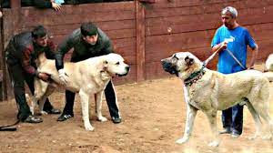Game pitbulls come from a separate and distinct line from just the casual show dog (aka amstaffs). Kangal Vs Alabai Youtube