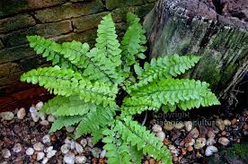 Image result for Asplenium variabile