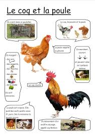 Photo De L Album Fiches Google Photos En 2020 Documentaire Animaux Imagier Animaux Animaux De La Ferme