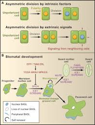 What is a plant cell size. Plant Asymmetric Cell Division Vive La Difference Sciencedirect
