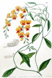 Image result for Abrus melanospermus